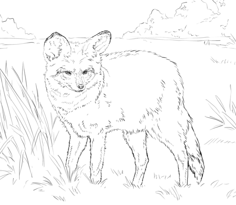 Bat Eared Fox Coloring Page